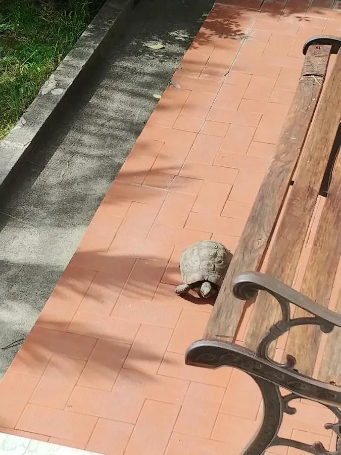 Il Poggetto Apartment Rapallo